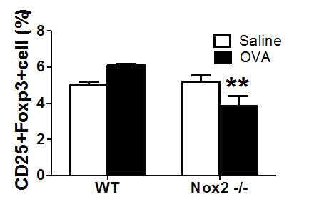 Nox2 결여에 따른 in vivo Treg 세포 감소