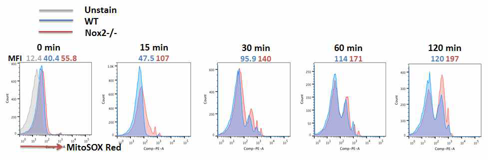 Nox2 결여에 의해 증가한 mitochondrial ROS 생성