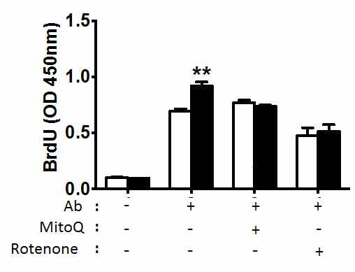 Mitochondria 저해제 처리에 의해 감소한 T 세포 증식