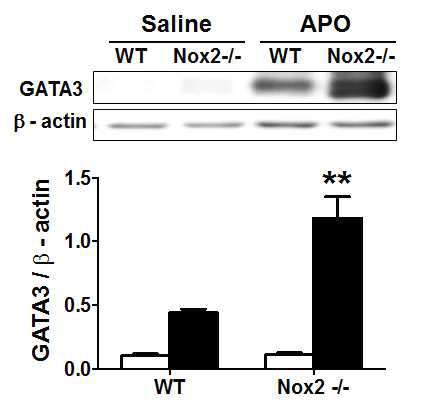 Nox2 결여에 의해 증가한 GATA3 활성화