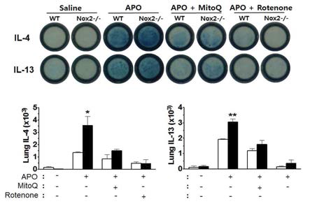 Mitochondria 저해제 처리에 의해 감소한 Th2 면역반응