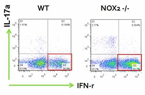 Nox2 결여 생쥐에서 증가한 Th1 면역반응