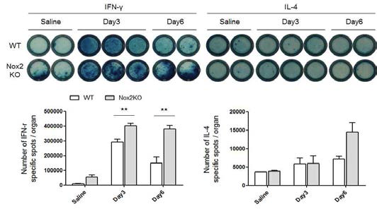 Nox2 결여 생쥐에서 증가한 Th1 면역반응