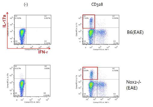 Nox2 결여 생쥐에서 증가한 Th17 면역반응