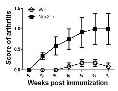 Nox2 결여 생쥐에서 증가한 Th17 면역반응