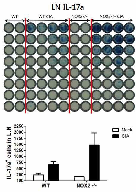 Nox2 결여 생쥐에서 증가한 Th17 면역반응