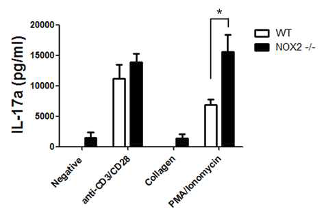 Nox2 결여 생쥐에서 증가한 Th17 면역반응
