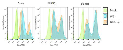 Nox2 결여에 의해 감소한 cellular ROS 생성