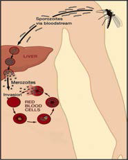 말라리아 생활사