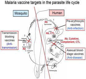 말라리아 백신후보물질