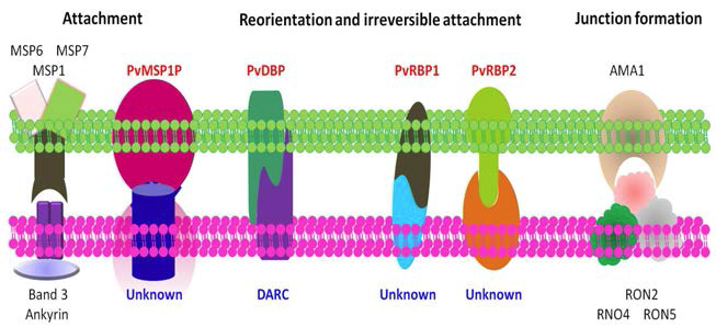 삼일열원충 분열소체의 적혈구 감염시 관여하는 ligand 및 receptor 모식도