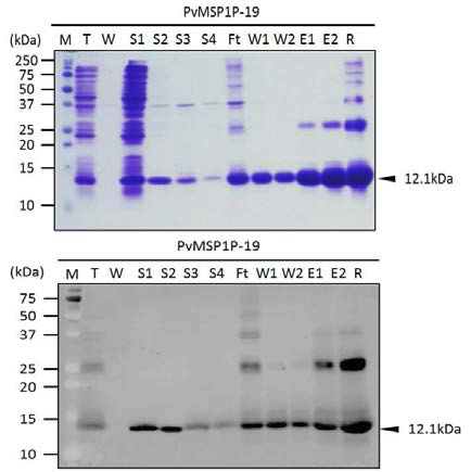 Solublized PvMSP1P-19