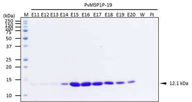 Refolding PvMSP1P-19