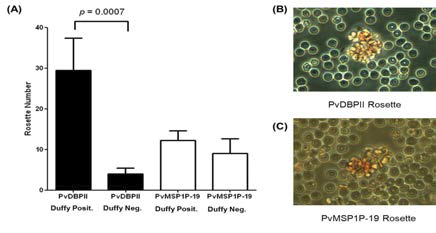 PvMSP1P-19의 Duffy 양성 및 음성 적혈구 결합능