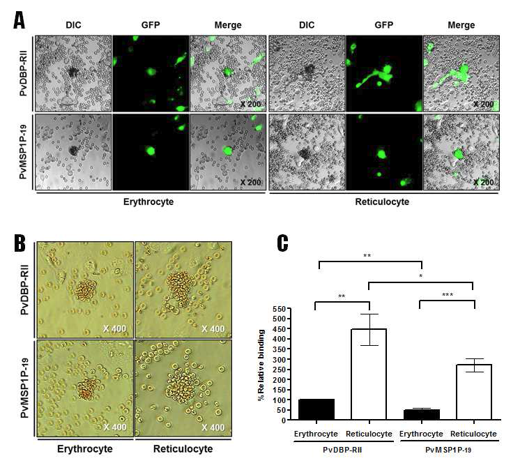 PvMSP1P-19와 PvRBP-RII의 망상적혈구 결합능.