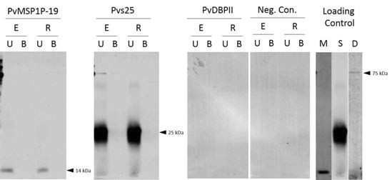 PvMSP1P-19 Direct binding assay 분석 결과