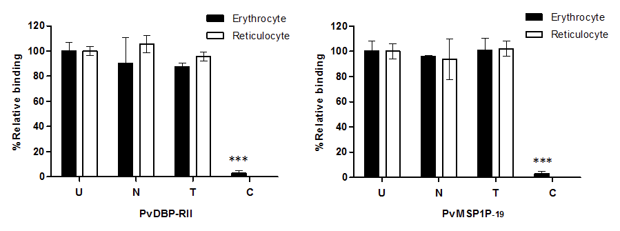 Untreated (U), Nuraminidase (N), Trypsin (T), Chymotrypsin (C) 효소 처리한 망상적혈구 및 성숙적혈구 결합 능력 분석