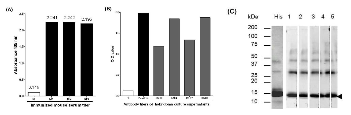 (A) 면역 마우스 및 (B) hybridoma의 항체가 분석 결과, (C) 단클론항체를 이용한 면역이적법 결과.