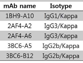 PvMSP1P-19 단클론항체의 isotyping 결과