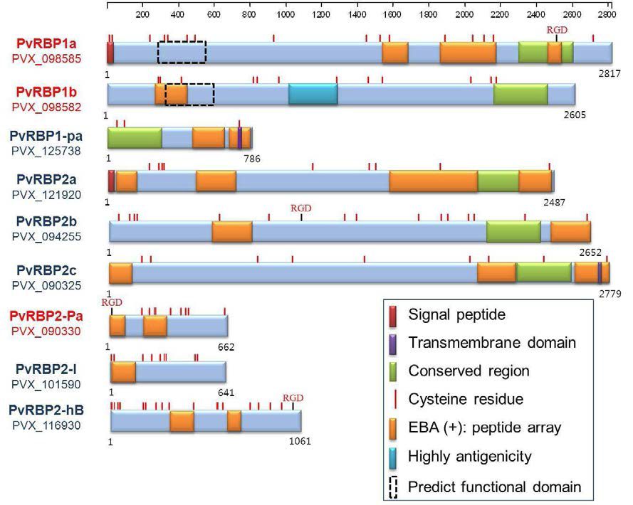 PvRBPs family 단백질들의 분자 구조 모식도.