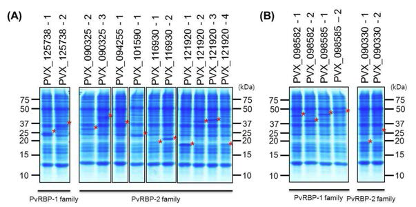 PvRBP-1 및 PvRBP-2 재조합 단백질 발현 결과
