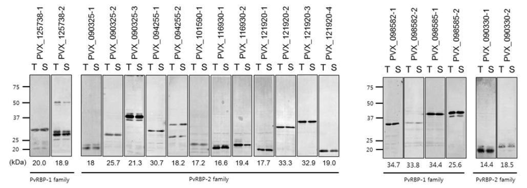PvRBP-1 및 PvRBP-2 재조합 단백질의 발현량을 His-tag 항체를 이용하여 확인한 결과.