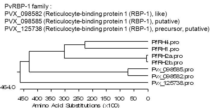PvRBP-1과 PfRH 유전자의 유사성 비교