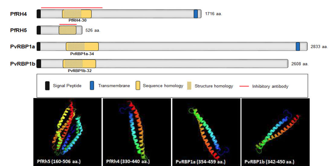 PfRh family와 PvRBP1 family 아미노산 구조 및 3D 구조 분석