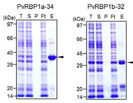 PvRBP 재조합단백질의 SDS-PAGE 결과