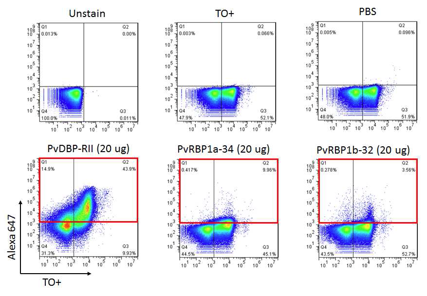 FACS를 이용한 PvRBP1a-34 및 PvRBP1b-32의 적혈구 결합능 분석
