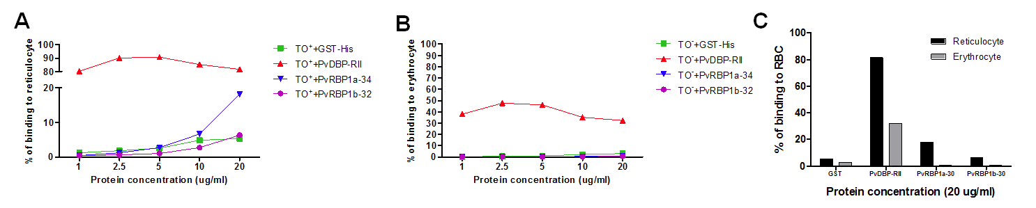 PvRBP1a-34 및 PvRBP1b-32의 망상적혈구 및 성숙적혈구 결합능