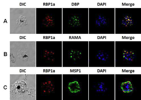 PvRBP1a의 원충 내 분포