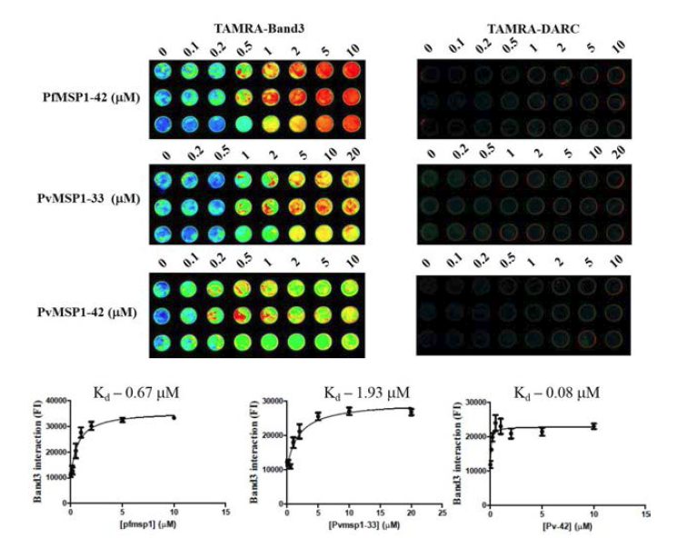 PfMSP1-42-Band 3, PvMSP1-33-Band 3 및 PvMSP1-42-Band 3 의 부착 친화도