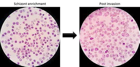 Schizont 분리와 재감염