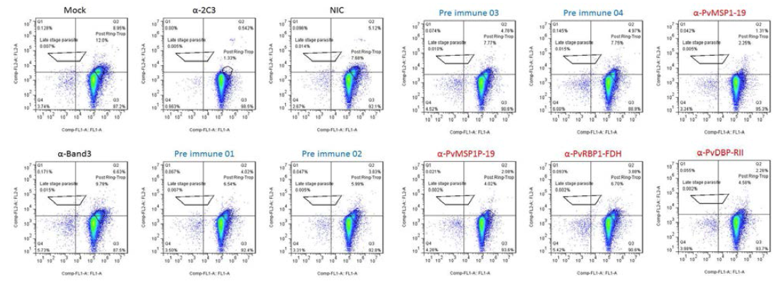 FACS를 이용한 재감염 억제 분석