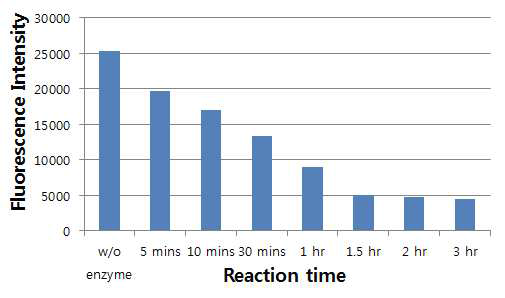 효소 반응 시간 별 형광 신호의 변화 추이