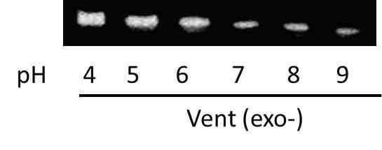 pH에 따른 pH-activatable primer의 Vent(exo-)에 의한 연장 산물