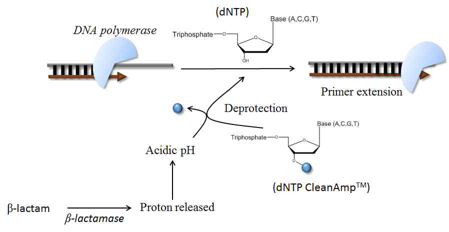 pH-activatable dNTP의 작동 원리