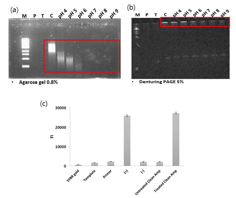 (a) Agarose 젤에서 pH-activatable dNTP (CleanAmp dNTP) 사용하여 pH 별로 보낸 중합효소 반응의 산물 확인 (빨간 상자 안). C: 자연 dNTP사용, P: primer, T: template, M: 1kb size marker. (b) PAGE 젤에서 중합효소 산물 확인. (c) SYBR gold 염료를 이용한 pH 5에서 보낸 pH-activatable 중합효소 반응 산물의 정량. (+): 자연 dNTP사용 시, (-) 중합효소 결여 시의 형광 세기.