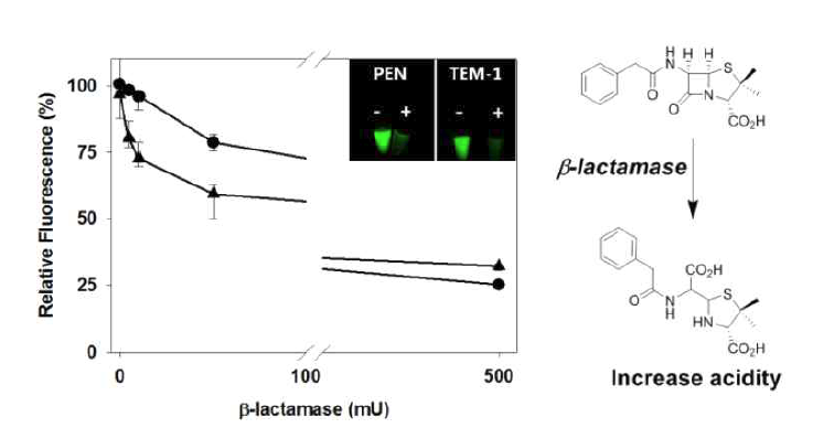 I-motif 프로브에 의한 2종 베타락탐아제(penicillinase, TEM-1) 활성 어세이