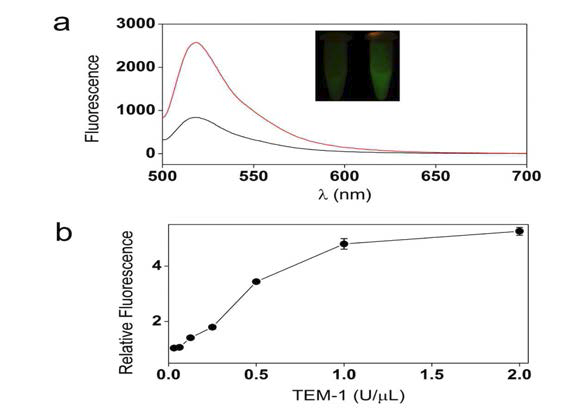 (a) TEM-1 베타락탐아제 반응 전(검은색 선)과 후(빨간색 선)의 fluorogenic 프로브의 형광세기 (b) TEM-1의 농도에 따른 프로브의 형광세기