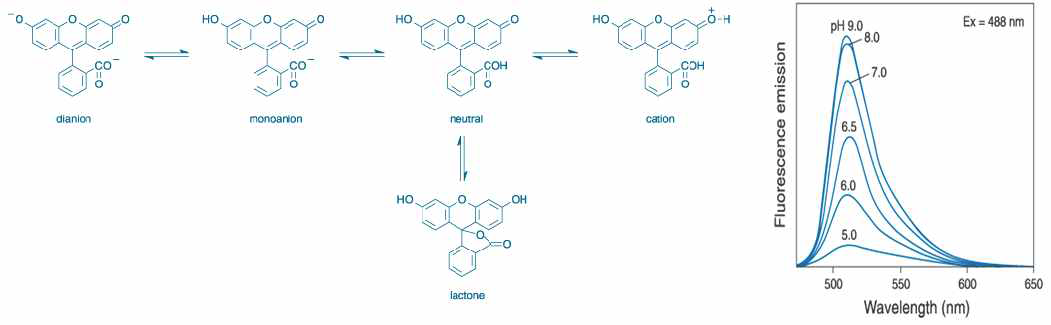 Fluorescein의 pH에 따른 형광 화학구조 변화 (왼쪽) 및 형광 세기 변화 추이 (오른쪽)