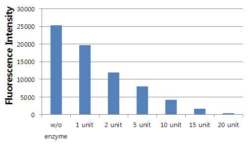 Penicillinase의 양에 따른 효소 반응 용액의 형광 세기 변화