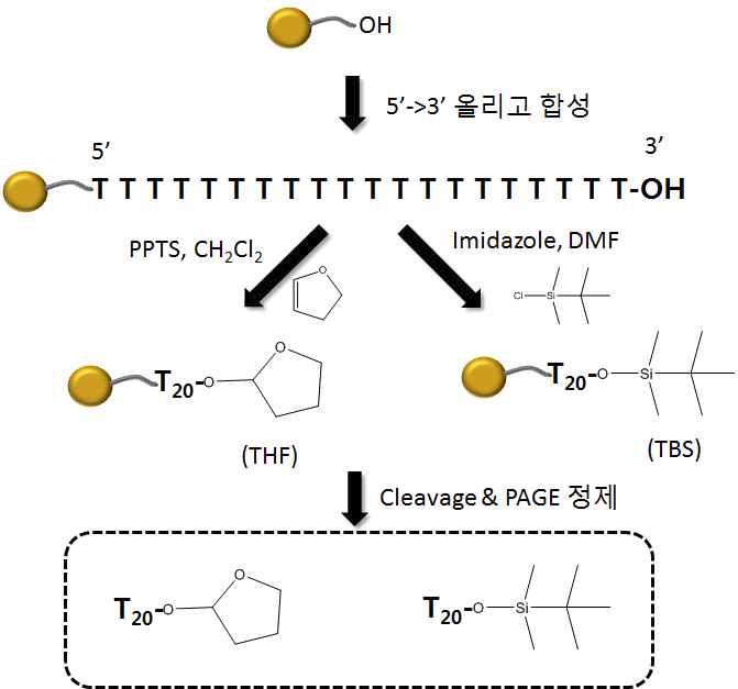 3’-보호그룹이 부착 된 2종의 pH-activatable primer의 제조 과정