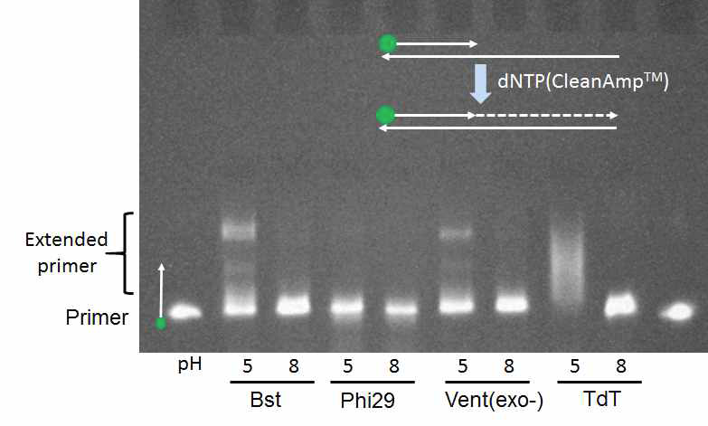 pH-activatable dNTP를 활용한 pH 5와 pH 8에서의 primer 연장 반응