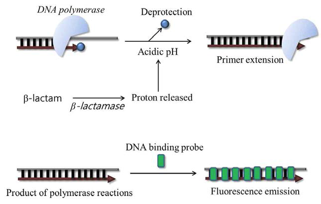 pH-activatable primer를 이용한 신호생성 기잔 기반의 베타락탐아제 어세이 기술의 작동 원리