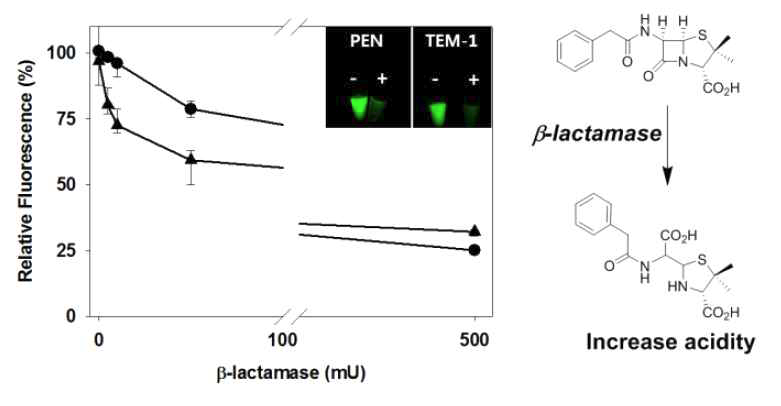 I-motif 프로브에 의한 2종 베타락탐아제(penicillinase, TEM-1) 활성 어세이