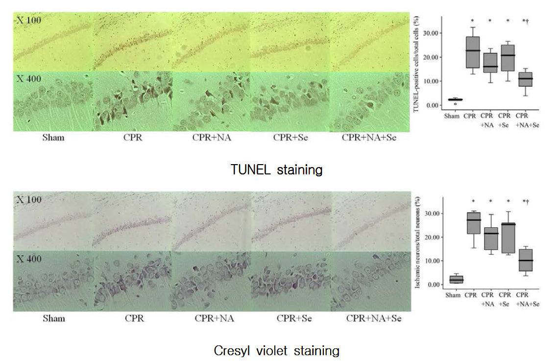 Niacin과 selenium 병합투여의 뇌조직의 세포자멸사 및 세포손상의 호전 효과