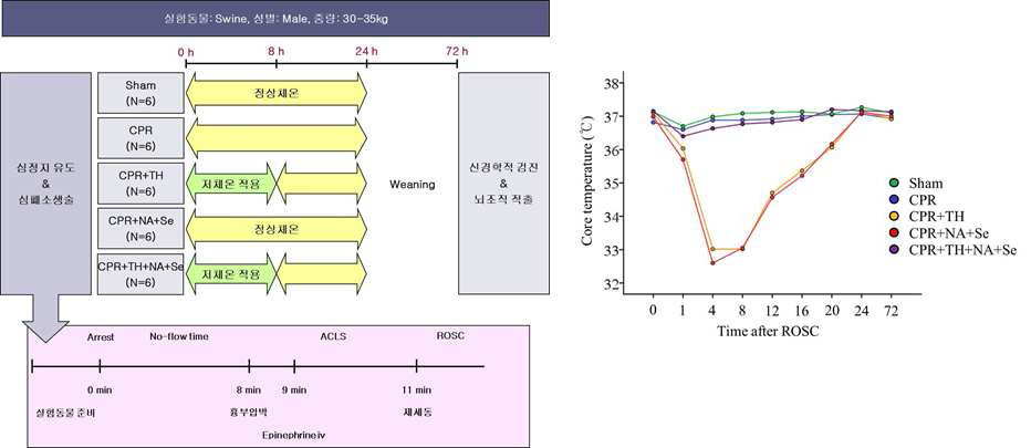 돼지 심정지 실험 프로토콜 및 군에 따른 중심체온의 변화