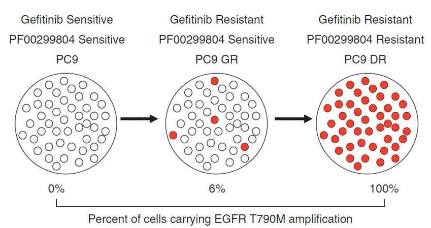 내성의 변화와 EGFR T790M의 증가